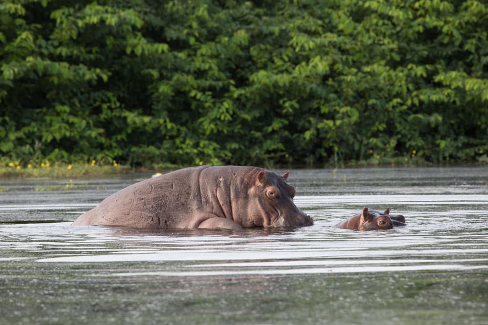 APPEL D’OFFRES pour la conservation des mammifères marins en Guinée-Bissau