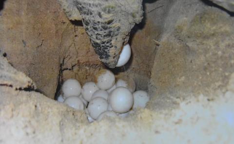 Le Saviez-vous : Combien d’œufs dans une vie pour une tortue marine ?