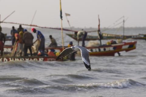 Recrutement d’un (e) Coordinateur(rice) du projet « Gouvernance des Pêches au Sénégal »