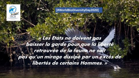 Lire la suite à propos de l’article Journée mondiale de la Biodiversité : quand le coronavirus menace la faune sauvage du continent africain