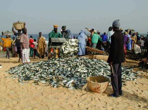 Maintenir un environnement marin et côtier sain, productif et résilient pour une économie bleue durable : l’exemple des interventions du PRCM en Afrique de l’Ouest