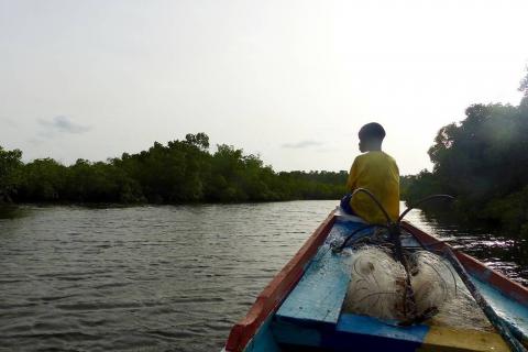 La mangrove, nature et croyances mêlées à Joal Fadiouth