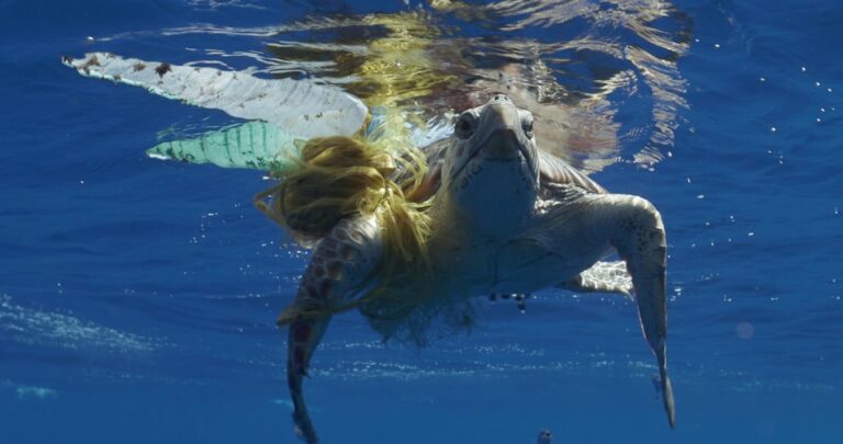 La triste histoire de la tortue de mer dénommée, Thunderbird