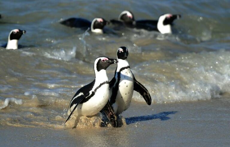 Pêche industrielle : alerte aux oiseaux marins !