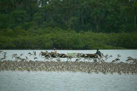 Lire la suite à propos de l’article Guinée Bissau : Établir des liens entre les oiseaux de rivage et les gens grâce à la pêche traditionnelle aux coquillages des Bijagós