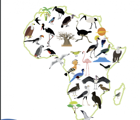 Lire la suite à propos de l’article Rapport – État des Oiseaux d’Afrique !