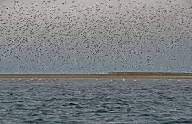 Mauritanie : Changements à long terme dans les herbes marines et le benthos du Banc d’Arguin, Mauritanie, le premier système intertidal le long de la voie de migration de l’Atlantique Est