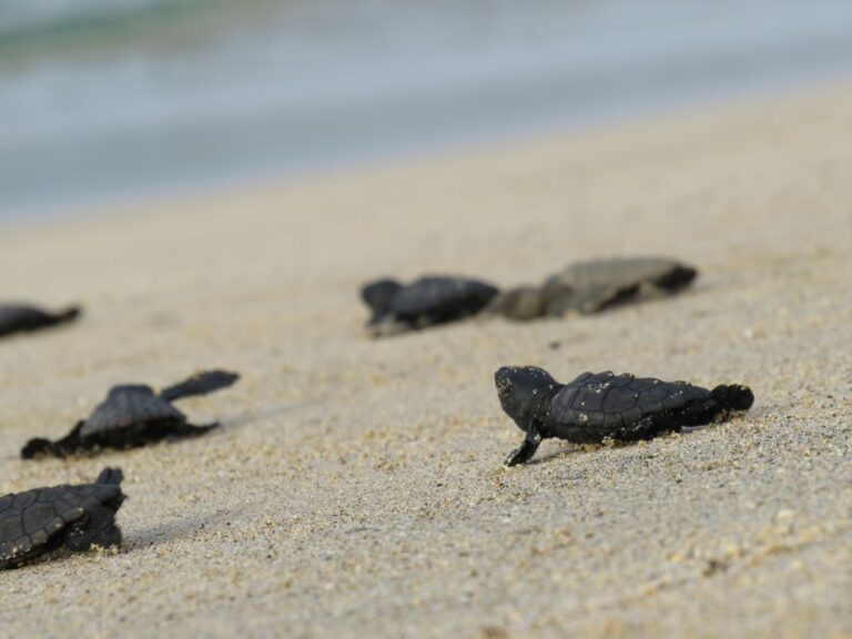 Nouveau record : les Tortues caouanne aiment le Cap Vert