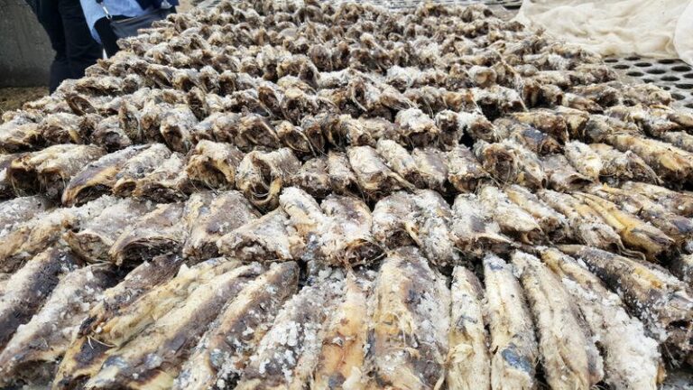 La farine et l’huile de poisson, l’autre menace pour les pêcheries d’Afrique de l’Ouest