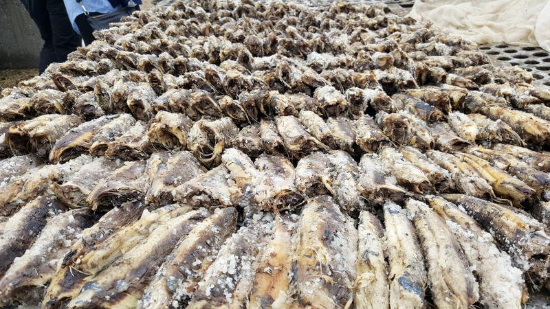 Lire la suite à propos de l’article La farine et l’huile de poisson, l’autre menace pour les pêcheries d’Afrique de l’Ouest
