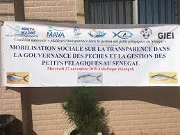 Mauritanie : une coalition nationale pour la transparence dans la gouvernance des pêches des petits pélagiques se met en place.