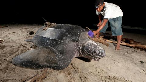 Protection des tortues marines et des oiseaux de mer en Afrique de l’Ouest : le projet Bycatch lancé à Somone