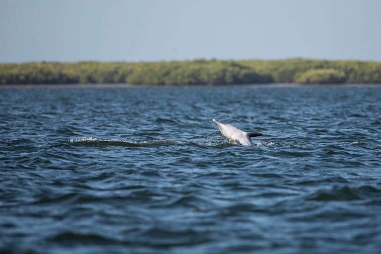 Senegal will host the Marine Megafauna Week of the Atlantic Coast of Africa