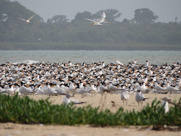 11th edition of the Regional Coastal and Marine Forum